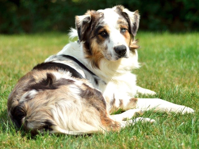 Australian Shepherd Dog thumbnail